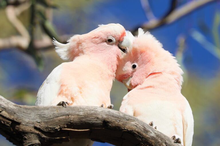 Bioacoustics and AI help scientists hear Australian cockatoos.