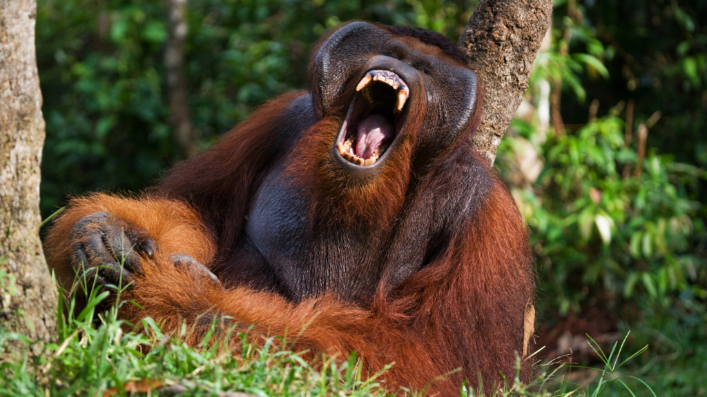 an orangutan sits in the forest with its mouth open wide, showing its teeth